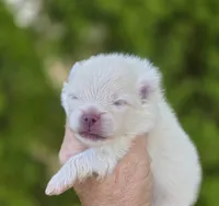 Prodigal Son, a male Pomeranian for sale in Anderson, CA – 3 of 9