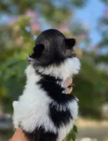 America , a female Pomeranian for sale in Redding, CA – 6 of 10