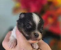 Poet AKC , a male Pomeranian for sale in Redding, CA – 6 of 8