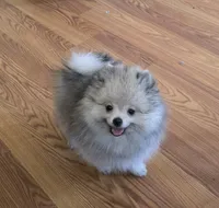 Finnigan, a male Pomeranian for sale in Redding, CA – 3 of 4