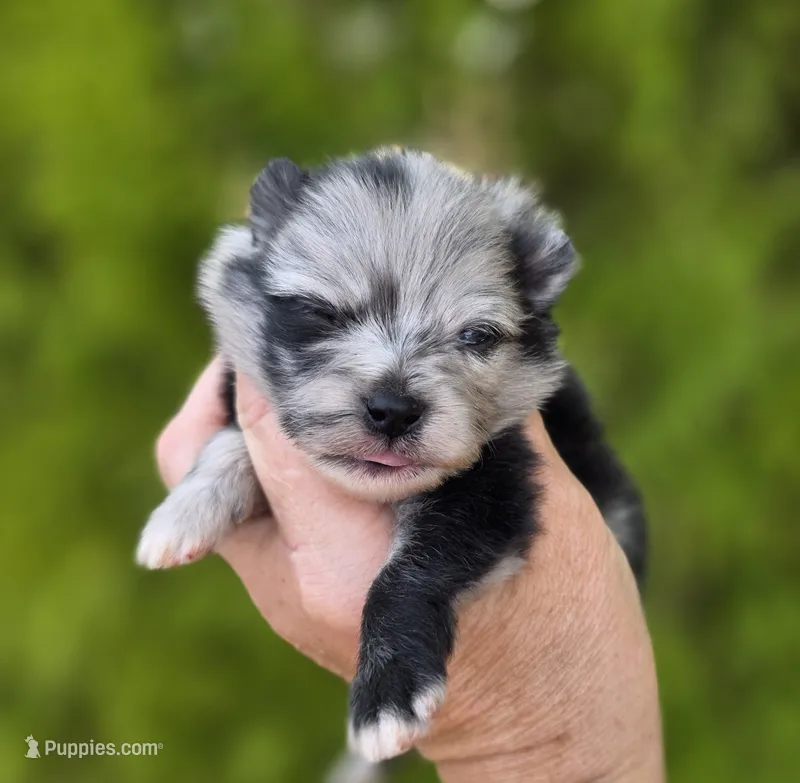 Starry Starry Night  – Pomeranian puppy for sale in Anderson, CA