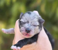 Starry Starry Night , a male Pomeranian for sale in Redding, CA – 2 of 8