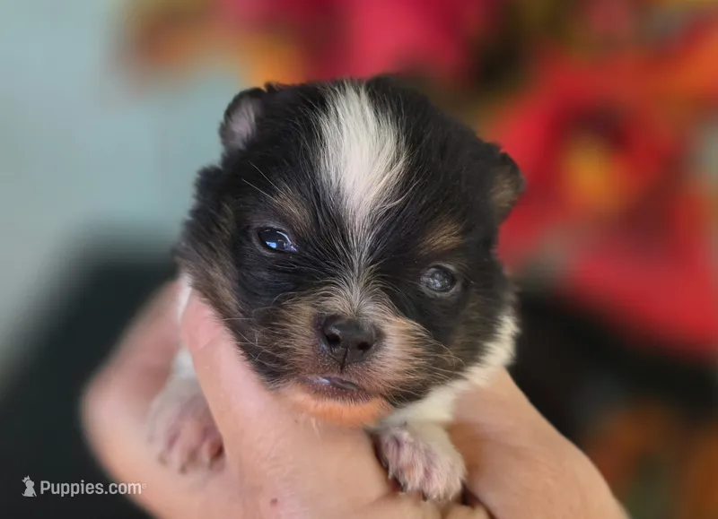 Poet AKC  – Pomeranian puppy for sale in Redding, CA