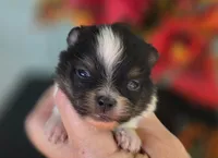 Poet AKC , a male Pomeranian for sale in Redding, CA – 1 of 8