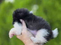 Little Lamborghini , a male Pomeranian for sale in Redding, CA – 9 of 9