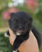 Mona Lisa , a female Pomeranian for sale in Anderson, CA – 4 of 8