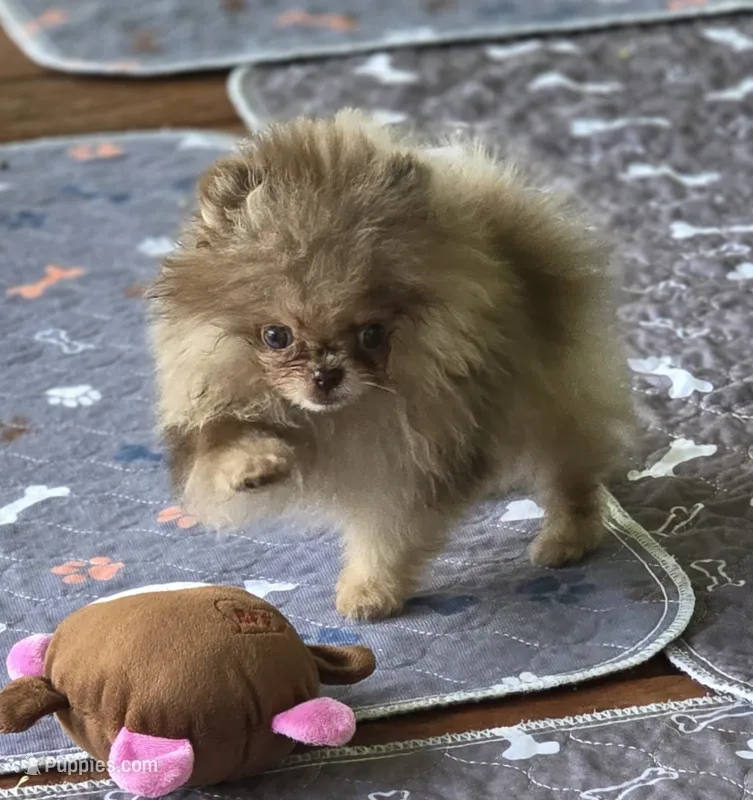 Cadbury  – Pomeranian puppy for sale in Redding, CA