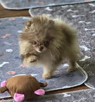 Cadbury , a male Pomeranian for sale in Redding, CA – 1 of 9