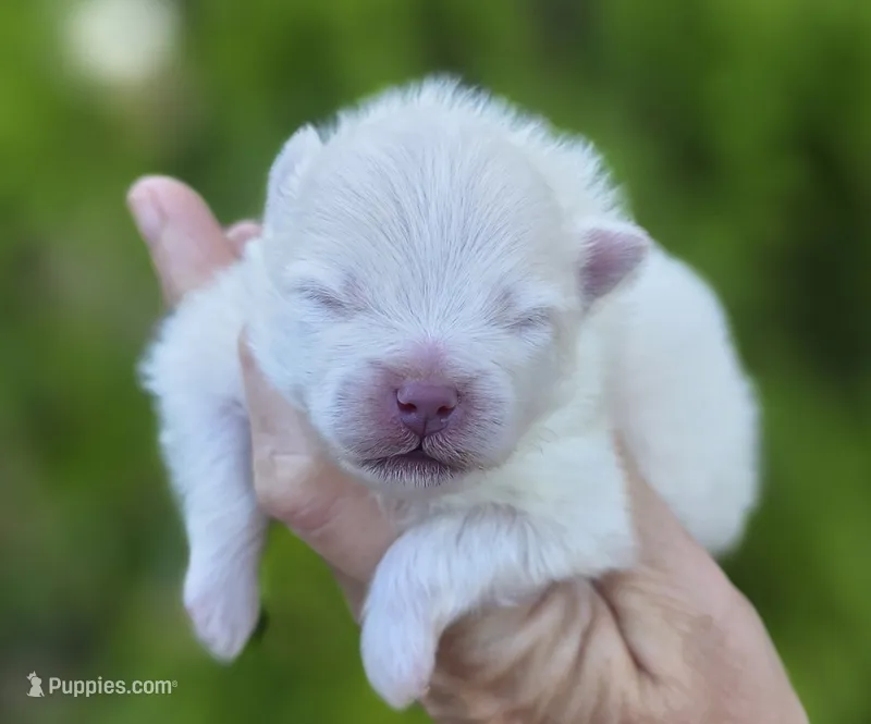 Prodigal Son – Pomeranian puppy for sale in Redding, CA