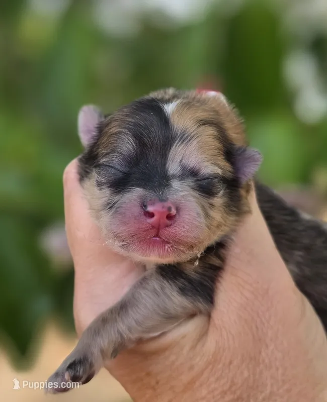 DaVinci  – Pomeranian puppy for sale in Redding, CA