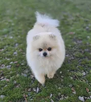 Kopa , a male Pomeranian for sale in Redding, CA – 2 of 6