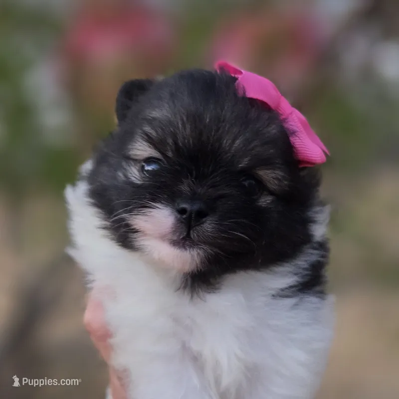 America  – Pomeranian puppy for sale in Redding, CA