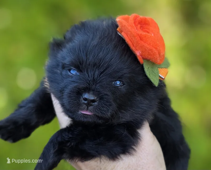 Granita AKC  – Pomeranian puppy for sale in Redding, CA