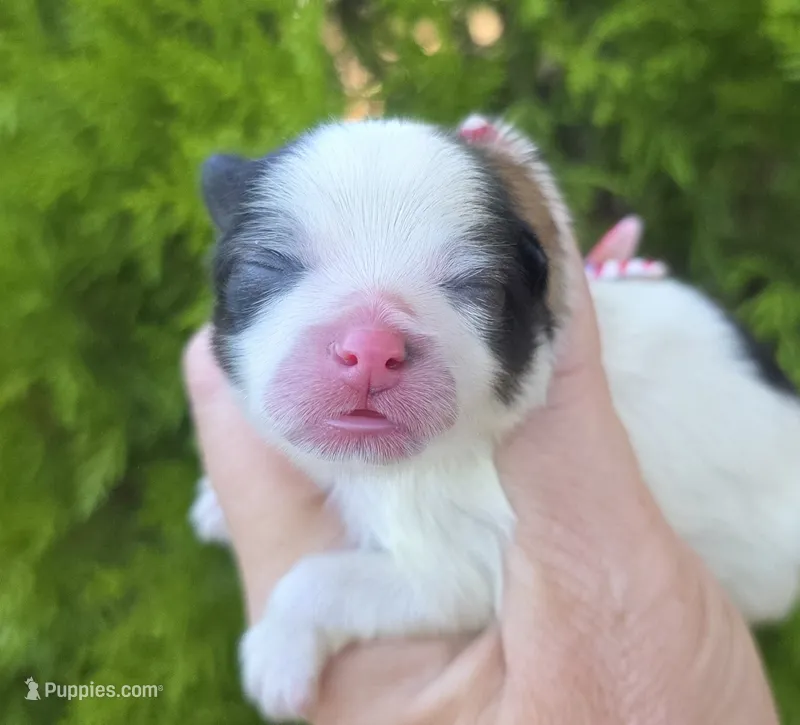 Zion  – Pomeranian puppy for sale in Redding, CA