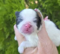 Zion , a male Pomeranian for sale in Redding, CA – 1 of 8