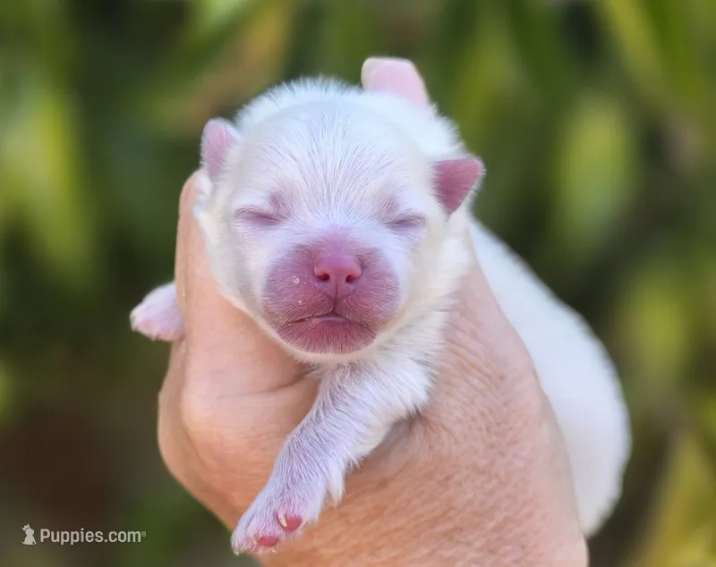 Prodigal Son – Pomeranian puppy for sale in Redding, CA