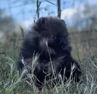 Wookie , a male Pomeranian for sale in Redding, CA – 5 of 7
