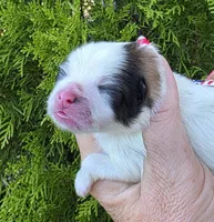 Zion , a male Pomeranian for sale in Redding, CA – 7 of 8