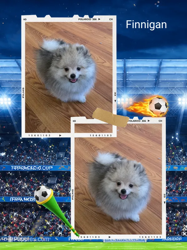 Finnigan – Pomeranian puppy for sale in Redding, CA