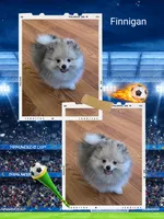 Finnigan, a male Pomeranian for sale in Redding, CA – 1 of 4