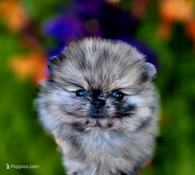 Affogato AKC  – Pomeranian puppy for sale in Redding, CA