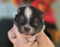 Poet AKC , a male Pomeranian for sale in Redding, CA – 8 of 8