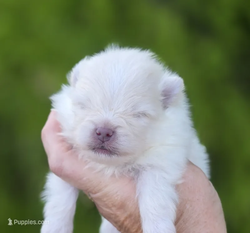 Prodigal Son – Pomeranian puppy for sale in Anderson, CA