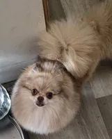 Biscotti, a female Pomeranian for sale in Redding, CA – 2 of 4