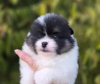 Zion , a male Pomeranian for sale in Anderson, CA – 2 of 7