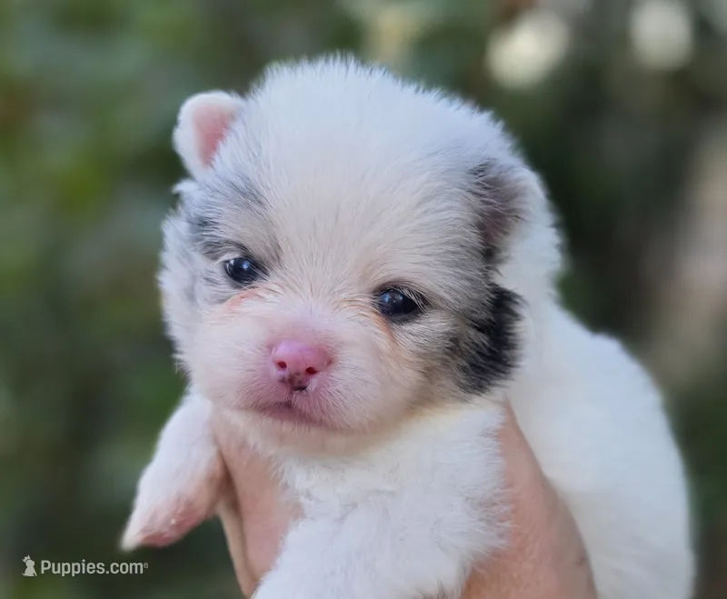 Angelo – Pomeranian puppy for sale in Redding, CA