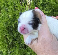 Zion , a male Pomeranian for sale in Redding, CA – 3 of 8