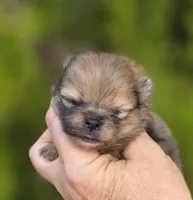 Gelato AKC blue eye, a male Pomeranian for sale in Redding, CA – 4 of 10
