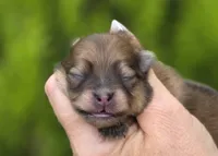 Memory , a female Pomeranian for sale in Redding, CA – 4 of 9