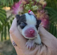 Nirvana , a female Pomeranian for sale in Redding, CA – 10 of 10