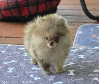 Cadbury , a male Pomeranian for sale in Redding, CA – 5 of 9