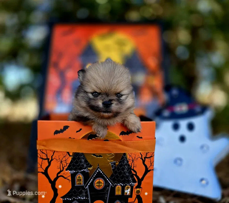 Gelato AKC  – Pomeranian puppy for sale in Redding, CA