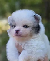 Angelo Blue Eyes, a male Pomeranian for sale in Redding, CA – 4 of 10