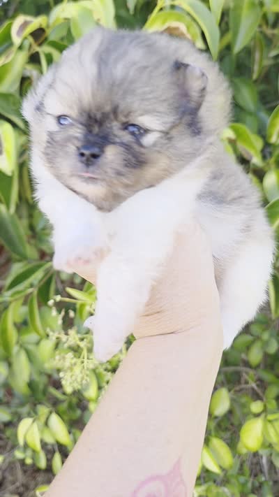 Bentley Blue eyes, a male Pomeranian for sale in Redding, CA – 3 of 10