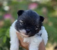 America , a female Pomeranian for sale in Redding, CA – 8 of 10