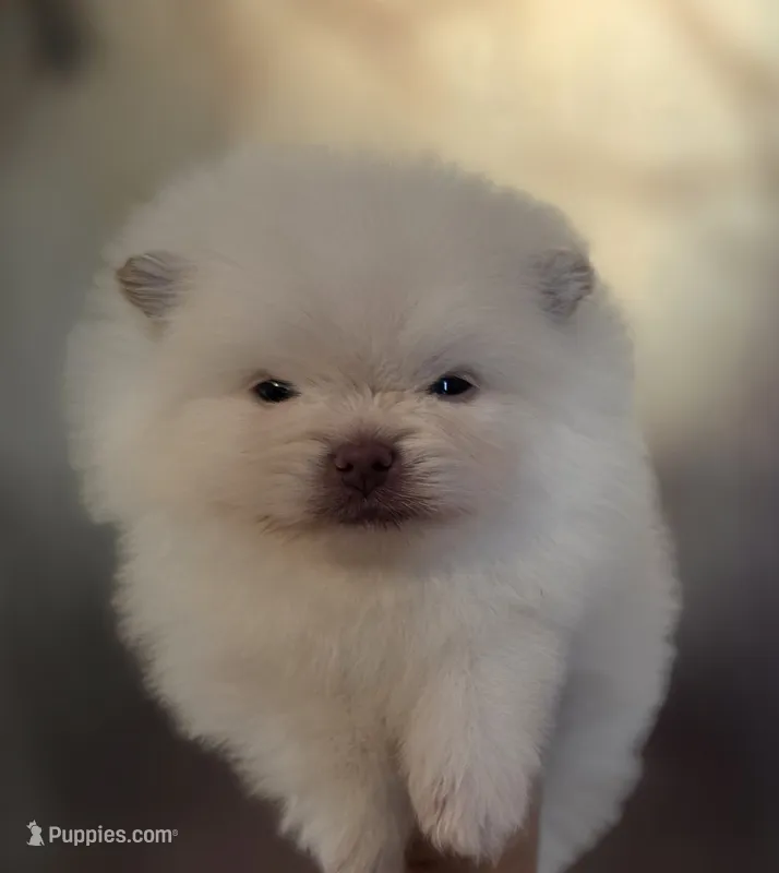 Prodigal Son – Pomeranian puppy for sale in Anderson, CA