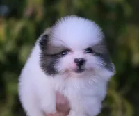 Gabriel, a male Pomeranian for sale in Anderson, CA – 2 of 9