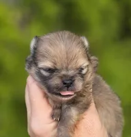 Gelato AKC blue eye, a male Pomeranian for sale in Redding, CA – 6 of 10
