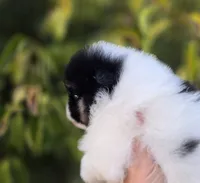Zion , a male Pomeranian for sale in Anderson, CA – 6 of 7