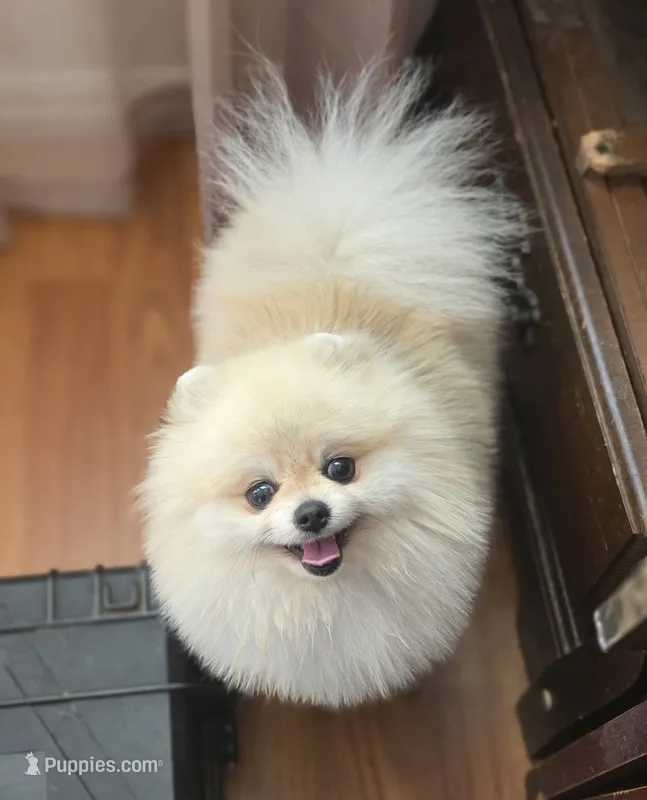 Kopa  – Pomeranian puppy for sale in Redding, CA