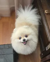 Kopa , a male Pomeranian for sale in Redding, CA – 1 of 6