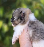 Bentley Blue eyes, a male Pomeranian for sale in Redding, CA – 9 of 10