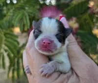Nirvana , a female Pomeranian for sale in Redding, CA – 7 of 10