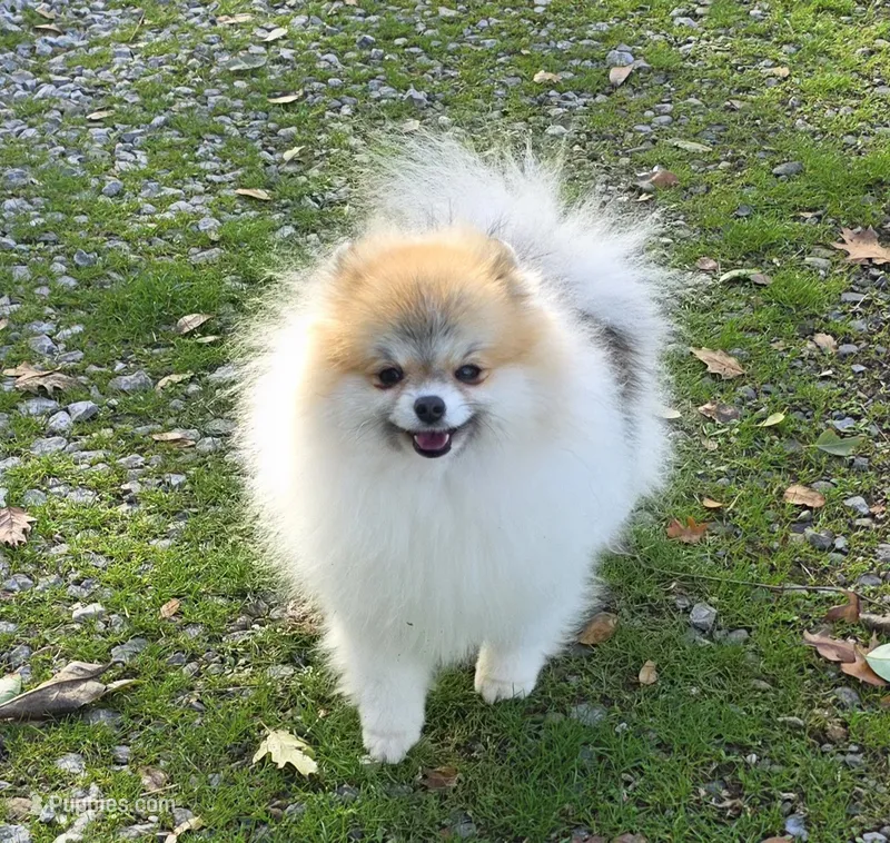 Varessa  – Pomeranian puppy for sale in Redding, CA