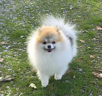 Varessa , a female Pomeranian for sale in Redding, CA – 1 of 4