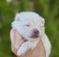 Prodigal Son, a male Pomeranian for sale in Anderson, CA – 4 of 9